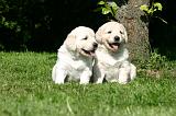 GOLDEN RETRIEVER 1066